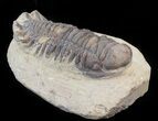 Bargain Crotalocephalina Trilobite - Morocco #37000-4